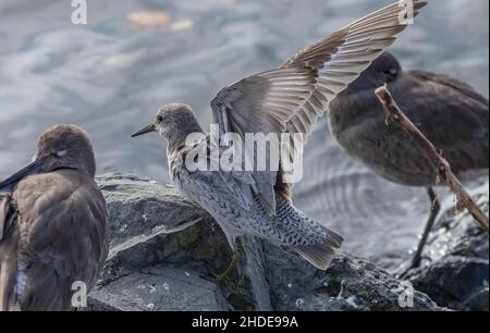 Überwintern roter Knoten, Calidris canutus, in Kalifornien. Stockfoto