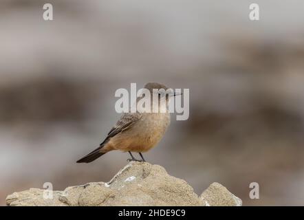 Says phoebe, Sayornis Saya, liegt auf einem Küstenfelsen in Kalifornien. Winter. Stockfoto