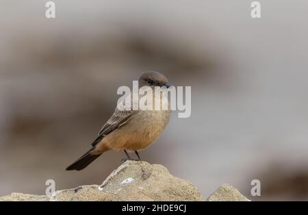 Says phoebe, Sayornis Saya, liegt auf einem Küstenfelsen in Kalifornien. Winter. Stockfoto