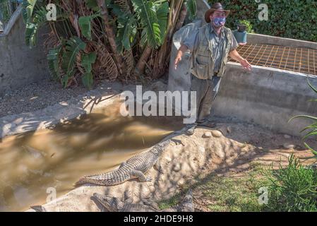 PAARL, SÜDAFRIKA - 26. DEZ 2021: Ein Guide mit jungen nilkrokodilen in einem Gehege auf einer Krokodilfarm in der Nähe von Paarl Stockfoto