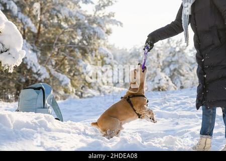 Eine junge Frau spielt mit ihrem amerikanischen Cocker Spaniel im Winterwald zwischen den schneebedeckten Pinien. Sonniger Tag. Mittlere Aufnahme. Hund hält ein Spielzeug Stockfoto
