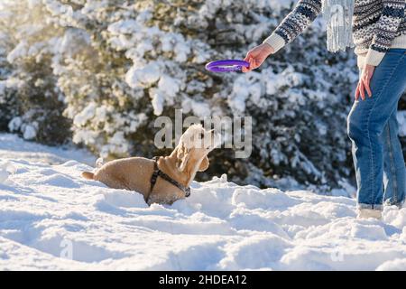 Eine junge Frau mit Strickmütze, Pullover und Schal spielt mit ihrem Hund im Winterwald. Sonniger Tag. Mittlere Aufnahme. Der Hund beobachtet das Spielzeug im Stockfoto