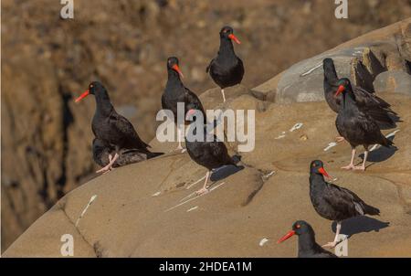 Die Gruppe der schwarzen Austernfischer, Haematopus bachmani, thront auf Felsen an der pazifikküste in der Nähe von Monterey, Kalifornien. Stockfoto