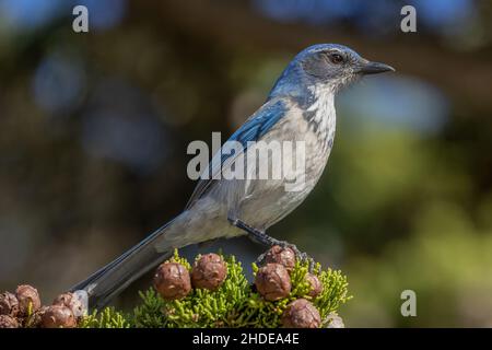 California Scrub jay, Aphelocoma californica, gelegen in Monterey Cypress, Monterey, Kalifornien. Stockfoto