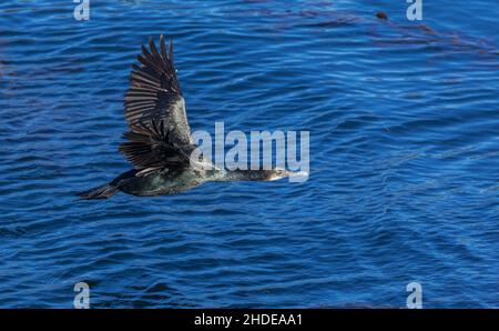 Brandts Kormoran, Phalacrocorax penicillatus, im Flug, im Winter; Kalifornien. Stockfoto