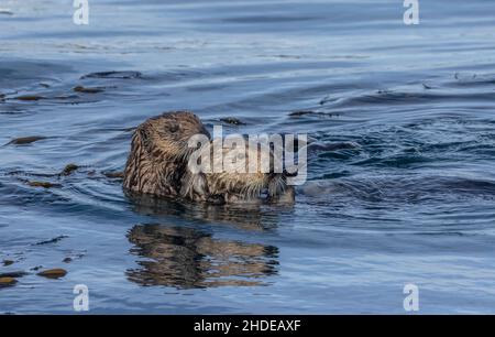 Seeotter, Enhyda lutris, Mutter und Sohn ernähren sich im Seetang-Wald vor der kalifornischen Küste in Monterey. Stockfoto