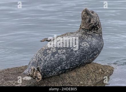 Wunderschön markierte Pacific Harbour Robbe oder Common Seal, Phoca vitulina richardsi, die auf Felsen im Hafen von Monterey ruht. Kalifornien. Stockfoto