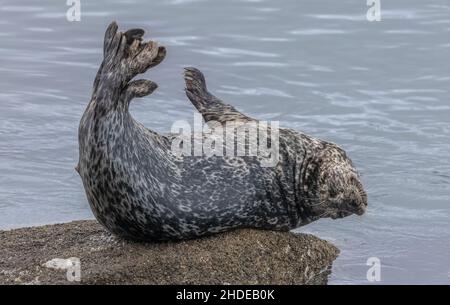 Wunderschön markierte Pacific Harbour Robbe oder Common Seal, Phoca vitulina richardsi, die auf Felsen im Hafen von Monterey ruht. Kalifornien. Stockfoto