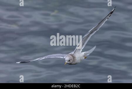 Die kurzschnabelige Möwe, Larus brachyrhynchus, fliegt an der Küste Kaliforniens in Monterey. Wintergefieder. Stockfoto