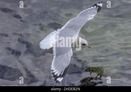 Die kurzschnabelige Möwe, Larus brachyrhynchus, fliegt an der Küste Kaliforniens in Monterey. Wintergefieder. Stockfoto