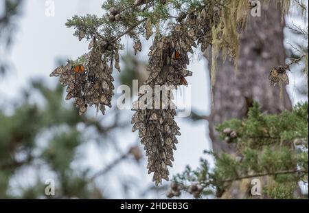 Die Festungen des Monarch-Schmetterlings, Danaus plexippus, im Winter in Kalifornien. Stockfoto