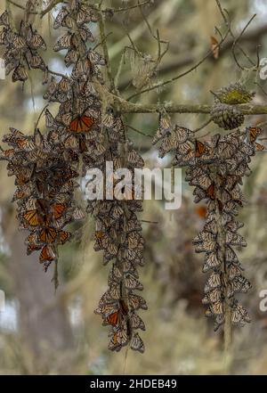 Die Festungen des Monarch-Schmetterlings, Danaus plexippus, im Winter in Kalifornien. Stockfoto