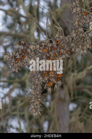 Die Festungen des Monarch-Schmetterlings, Danaus plexippus, im Winter in Kalifornien. Stockfoto