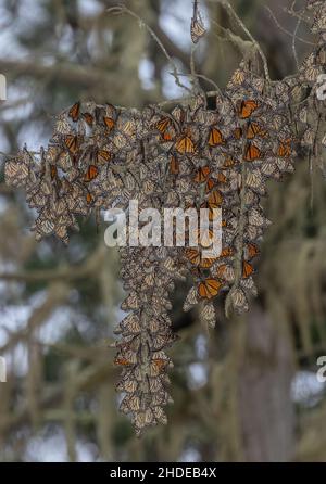 Die Festungen des Monarch-Schmetterlings, Danaus plexippus, im Winter in Kalifornien. Stockfoto