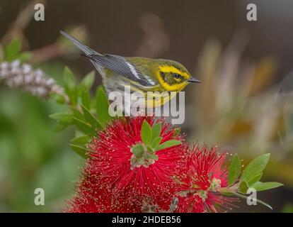 Townsend-Waldsänger, Setophaga Townsendi, füttert im Winter Bottle-Brush-Blumen, Monterey. Kalifornien. Stockfoto