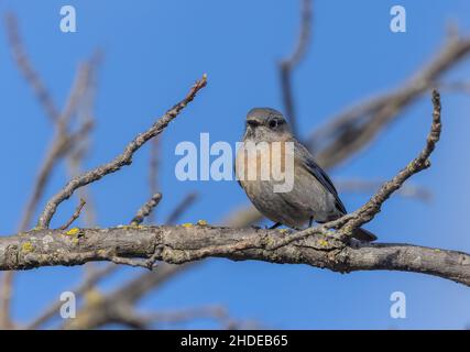 Weibliche westliche Bluebird, Sialia mexicana, im Winter, Fütterung an der kalifornischen Küste. Stockfoto