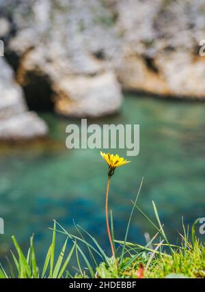 Nahaufnahme der gelben Blume am Strand. Strand Hintergrund. Stockfoto