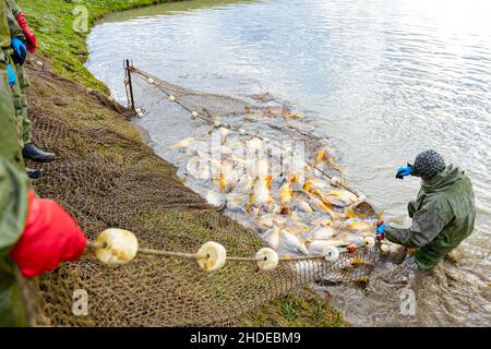 Fischer tragen wasserdichte Overalls, als sie Fischernter voller Mist-Fische aus dem Fischteich herausziehen und auf der Fischfarm ernten. Stockfoto