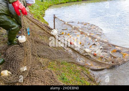 Fischer tragen wasserdichte Overalls, als sie Fischernter voller Mist-Fische aus dem Fischteich herausziehen und auf der Fischfarm ernten. Stockfoto