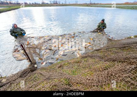 Fischer tragen wasserdichte Overalls im Fischteich, während sie das Fischernetz voller Mist-Fische herausziehen und auf der Fischfarm ernten. Stockfoto