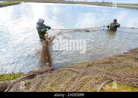 Fischer tragen wasserdichte Overalls im Fischteich, während sie das Fischernetz voller Mist-Fische herausziehen und auf der Fischfarm ernten. Stockfoto