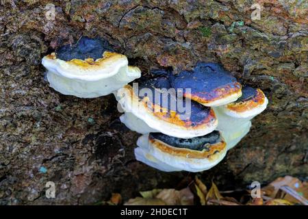 Rot Gurt Conk oder Fomitopsis pinicola im Herbst Wald Stockfoto