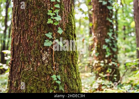 Blick auf moosbedeckte Bäume im Herbst. Stockfoto