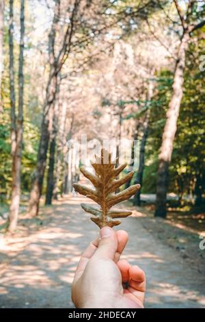 Nahaufnahme einer Menschenhand, die ein getrocknetes Blatt im Wald hält. Atatürk Arboretum Botanic Park in Istanbul. Stockfoto