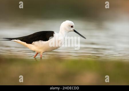 Schwarze geflügelte Stelze oder Himantopus himantopus Vogelportrait auf Augenhöhe im Feuchtgebiet des keoladeo-Nationalparks oder des bharatpur-Vogelschutzgebiets indien Stockfoto