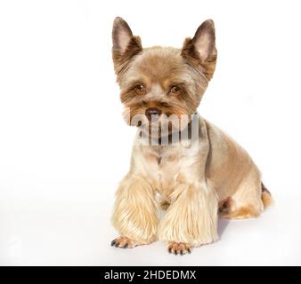 Getrimmter Yorkshire Terrier Welpe sitzt auf weißem Hintergrund und schaut nach unten. Kopierraum. Gesundes Futterkonzept für Hunde. Stockfoto