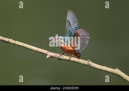 Bald nach dem Verlassen des Nestes wird der Erwachsene Eisvögel junge Vögel von ihrem Territorium vertreiben. Hier reagiert ein junger Vogel auf ein anderes Individuum. Stockfoto