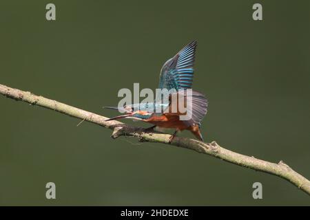 Bald nach dem Verlassen des Nestes wird der Erwachsene Eisvögel junge Vögel von ihrem Territorium vertreiben. Hier reagiert ein junger Vogel auf ein anderes Individuum. Stockfoto