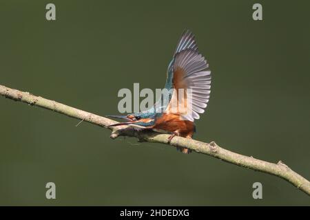 Bald nach dem Verlassen des Nestes wird der Erwachsene Eisvögel junge Vögel von ihrem Territorium vertreiben. Hier reagiert ein junger Vogel auf ein anderes Individuum. Stockfoto