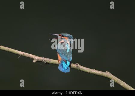 Bald nach dem Verlassen des Nestes wird der Erwachsene Eisvögel junge Vögel von ihrem Territorium vertreiben. Hier reagiert ein junger Vogel auf ein anderes Individuum. Stockfoto