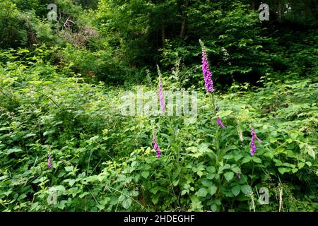 Blühender roter Fuchshandschuh, Digitalis purpurea, im Wald Stockfoto
