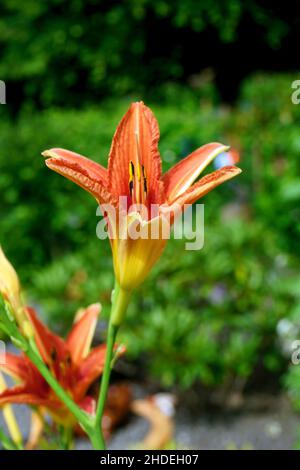 Lilium bulbiferum, gebräuchliche Namen Orangenlilie, Feuerlilie. Stockfoto