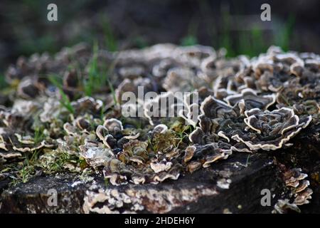 Rosenförmige, blumenförmige Pilze mit weißen Rändern, Turkeytail, Trametes versicolor Bracket Pilz, der auf einem alten Baumstumpf wächst Stockfoto