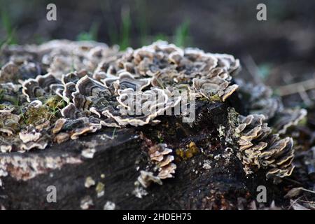 Rosenförmige, blumenförmige Pilze mit weißen Rändern, Turkeytail, Trametes versicolor Bracket Pilz, der auf einem alten Baumstumpf wächst Stockfoto