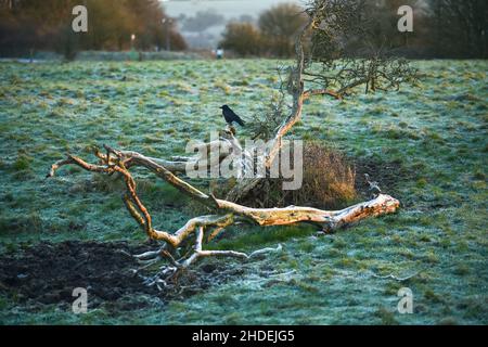 Brighton UK 6th January 2022 - Eine Krähe steht auf einem frostigen Baumstamm am Devils Dyke in der Nähe von Brighton und einige Teile des Nordens prognostizierten Schnee auf höherem Boden : Credit Simon Dack / Alamy Live News Stockfoto