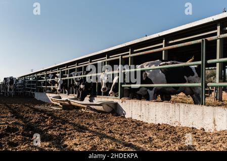 Eine Gruppe von Milchkühen in einem Kuhstall im Freien auf einem Milchviehbetrieb. Stockfoto