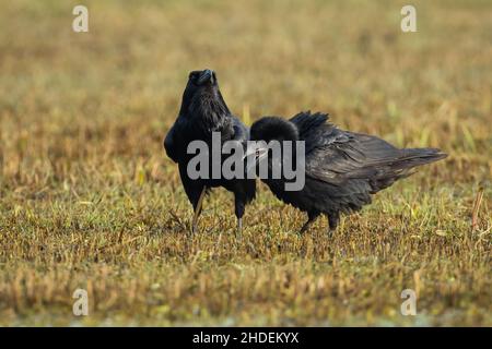 Zwei gemeinsame Raben füttern auf trockener Wiese in herbstlicher Natur Stockfoto
