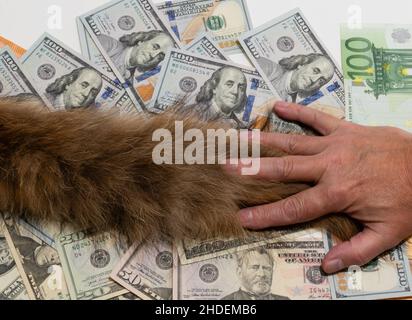 Mann Hand hält flauschigen Schwanz auf dem Hintergrund der Dollar-Banknoten. Konzeptuelles Image Stockfoto