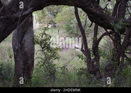 Männlicher Wasserbock im Versteck, in der Nähe mit Zecken bedeckt. Kobus ellipsiprymnus. Südafrika Stockfoto