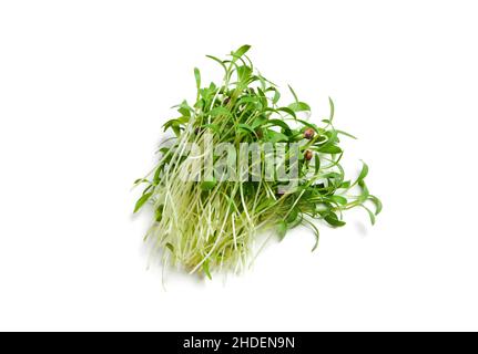 Ein Haufen gesprossener Koriandersamen, isoliert auf Weiß. Koriander-Mikrogrün. Stockfoto