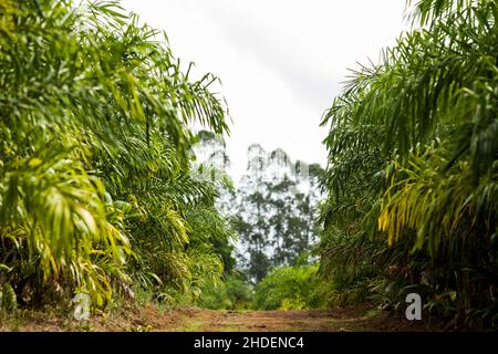 Frische Palmettos ganz oder Herz aus Palme in einem Bauernhof in Brasilien. Konzept natürliche Lebensmittel. Tropisch. Hochwertige Fotos Stockfoto