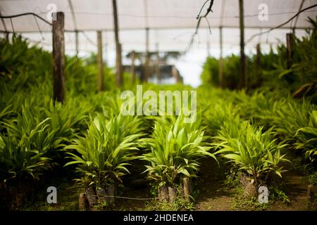 Frische Palmettos ganz oder Herz aus Palme in einem Bauernhof in Brasilien. Konzept natürliche Lebensmittel. Tropisch. Hochwertige Fotos Stockfoto