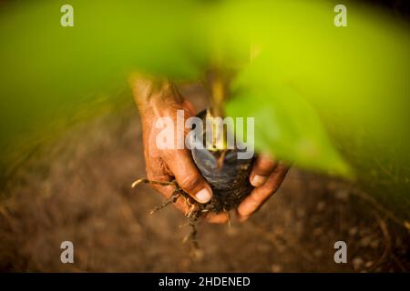 Frische Palmettos ganz oder Herz aus Palme in einem Bauernhof in Brasilien. Konzept natürliche Lebensmittel. Tropisch. Hochwertige Fotos Stockfoto