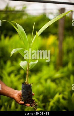 Frische Palmettos ganz oder Herz aus Palme in einem Bauernhof in Brasilien. Konzept natürliche Lebensmittel. Tropisch. Hochwertige Fotos Stockfoto