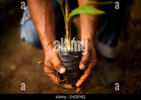 Frische Palmettos ganz oder Herz aus Palme in einem Bauernhof in Brasilien. Konzept natürliche Lebensmittel. Tropisch. Hochwertige Fotos Stockfoto