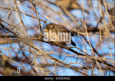 06. Januar 2022, Berlin: Ein Baumsperling sitzt auf einer Zweigstelle in einem Park, aufgenommen bei einer Presseveranstaltung "Winter Bird Count". Die bundesweite Vogelzählung des Naturschutzbundes Deutschland (NABU) beginnt am 6. Januar 2022. Während der dreitägigen Mitwirkungskampagne sollen Vögel gezählt und eine Stunde lang bei Vogelfutterhäuschen, im Garten, auf dem Balkon oder im Park gemeldet werden, um die Entwicklung der heimischen Vogelpopulationen zu erfassen. Foto: Monika Skolimowska/dpa-Zentralbild/dpa Stockfoto